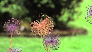 Spray Painting Alliums