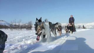 HD「犬ぞり」 1.5分／Norway