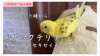 【セキセイインコとメガバクテリア🐤🤔】お迎え時からメガバクテリアのキャリア🏥でした🥺🔰＃セキセイインコ#メガバクテリア＃インコ病気