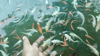 Ornamental Fish Wholesale Kerala - Krishna Aqua Farm 8330005551