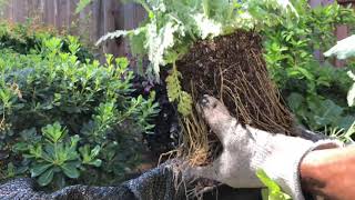 How To Grow Yarrow !