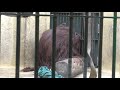 ボルネオオランウータンの『弟路郎』 円山動物園 2018年2月12日