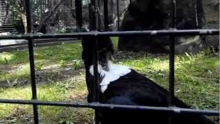 Thick-billed Raven at Zoologischer Garten in Berlin