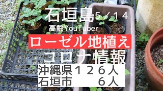 ローゼル植え嬉々。