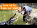 Gator training & sanctuary vlog!