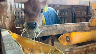 2025年2月1日牧歌の里の天気【晴れ】るんちゃん🐂乾草を食べてみる🌱