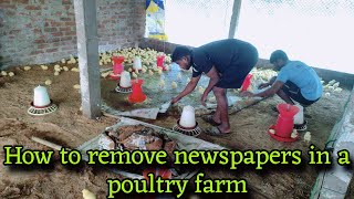 Poultry farm day 3 remove newspaper's full prosess || how to remove newspaper day 3 poultry farm