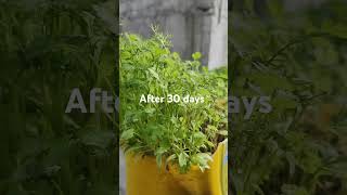 Coriander and Fenugreek harvesting at home #coriander #fenugreek #harvesting #harvestathome