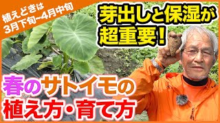 ３月植えおすすめ！里芋の植え方・育て方！目出しと保温が超重要！まで徹底解説！【家庭菜園】【サトイモ】【追肥】