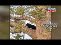 craving wild bear climbs tree for honey now stuck on tree branch in nabarangpur