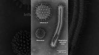 What Really Causes The Flu
