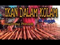 IKAN DALAM KOLAM Angklung pemuda ft Angga (cover)