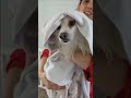 dog bath time japanesespitz dog dogbath