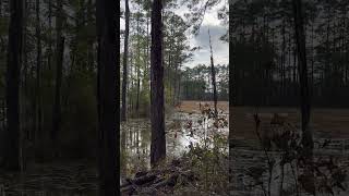 Waterfowl Darlington County SC