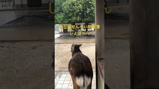 土砂降りの奈良公園。せんべいが期待できない。　#shorts   #奈良公園　#奈良の鹿