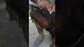 Street Dog Attacks Rottweilers Lady Ollie & Bubzee. #shorts #rottweiler #dogs #youtubeshorts