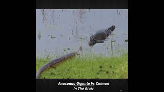 Anaconda Gigante Vs Caiman In The River