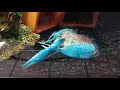 210412 佛羅里達藍螯蝦脫殼procambarus alleni molting（aquaholictaiwan