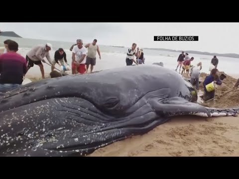 Crowds pull together to save beached whale in Brazil Crowds pull together to save beached whale in Brazil