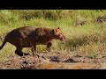 4k african animals ultimate wild animals collection of chobe national park with real sounds in 4k