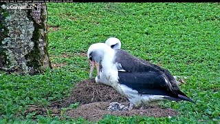 2018/02/01 Kauai Laysan Albatross~Little one shows up~