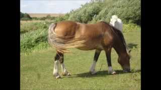 Staines Moor Horses and Cattle