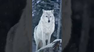 Wolf The Largest Member Of Dog Family