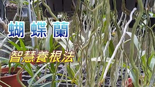 【犀利小農莊46】2023/11/18蝴蝶蘭智慧養根法養長養滿植株好健康Phalaenopsis smart root care method