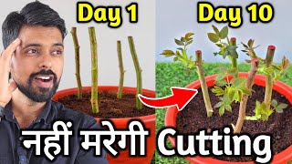 10 HACKS TO GROW ROSE CUTTING | Grow Rose From stem Cutting