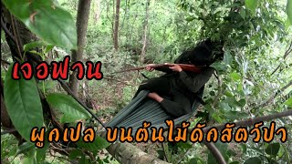 ผูกเปลบนต้นไม้ นั่งห้างบนทางสัตว์ป่า เจอฟาน!!. || ນັ່ງຫ້າງເທິງຕົ້ນໄມ້ພົບຟານມາຕອນສ່ຳແລງ