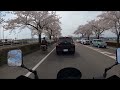 【おじぃrider】鹿沼さつき大通りの桜並木　故郷ツーリング（240413／4）gixxer250