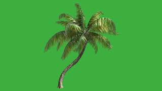 Growing palm tree green screen video/ TOP VIDEO 2022