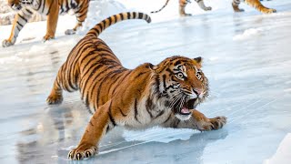 Funny Animals React to Crazy Weather
