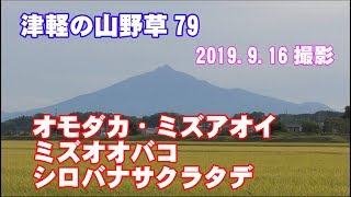 津軽の山野草79(ｵﾓﾀﾞｶ・ﾐｽﾞｱｵｲ・ﾐｽﾞｵｵﾊﾞｺ・ｼﾛﾊﾞﾅｻｸﾗﾀﾃﾞ)