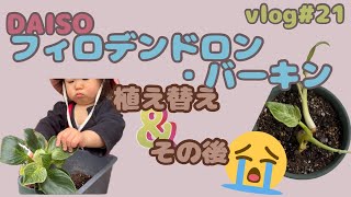 【vlog#21】フィロデンドロン・バーキン植え替え＆その後😭【ガーデニング】