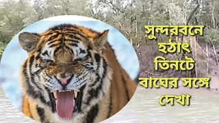 সুন্দরবনে হঠাৎ এক সাথে তিনটে বাঘের সঙ্গে দেখা।। Sundarban royal Bengal tiger