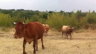 Animals - Nimfea / Komotini GR