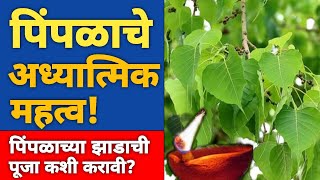 पिंपळाच्या झाडाचे अध्यात्मिक महत्व | पिंपळाची पूजा कशी करावी | Pimpalachi Puja Kashi Karavi