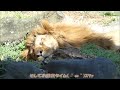 【ライオン】午後当番は柑太郎君🦁　2023 3 14　とべ動物園