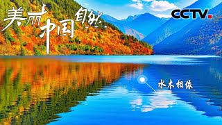 【ENG】树在水中长还如此茂盛！这个极为罕见的奇观令人惊叹不已《美丽中国自然》川西胜境系列【CCTV纪录】