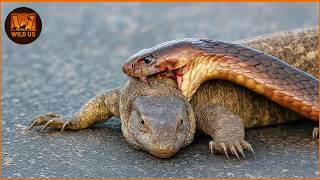 Deadliest Snake Attacks Caught on Camera | Wild Animals