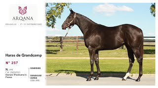 Arqana 2022.09 - Lot N° 257 - F. / Dabirsim x Danseuse Corse, présentée par le Haras De Grandcamp