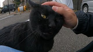 人が好きな駐車場の黒猫