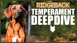 RIDGEBACK TEMPERAMENT DEEPDIVE