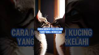 CARA MENGATASI KUCING YANG SUKA BERKELAHI #cats #cat #kucingyanglucu #kucingimutlucu #kucinglucuimut