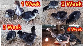 1 நாள் முதல் 30 நாள் வரை இளம் குஞ்சு பராமரிப்பு | Chicks 1to 30 day growth stages