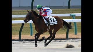 20241221 競馬ﾚｰｽﾄﾋﾟｯｸ　13【M ﾃﾞﾑｰﾛ Vol 1】'24京7-7-1R D1400 2未勝利 オリージネアリア