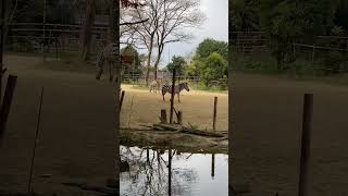 【八木山動物園】野生でもキリンとシマウマは仲良しなんだと思います❣️