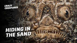 This Creepy Fish Hides in the Sand Before Killing