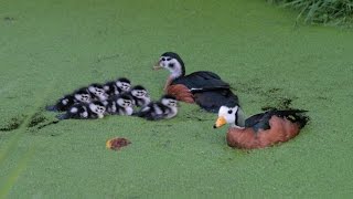 Aviornis: Afrikaanse pygmeegansjes (African pygmy geese)